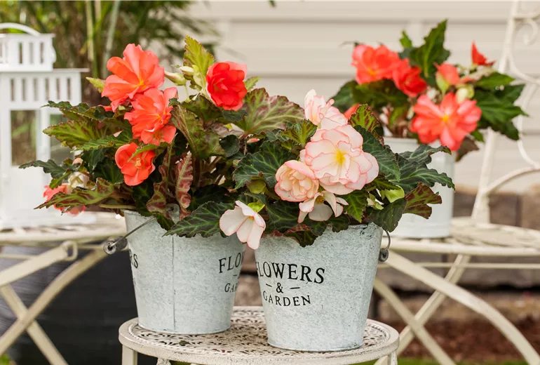Begonia x tuberhybrida