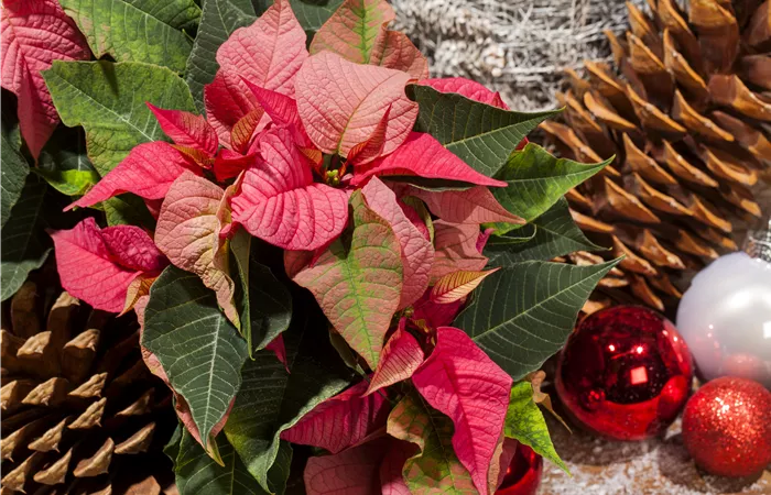 Euphorbia pulcherrima Euphorbia pulcherrima