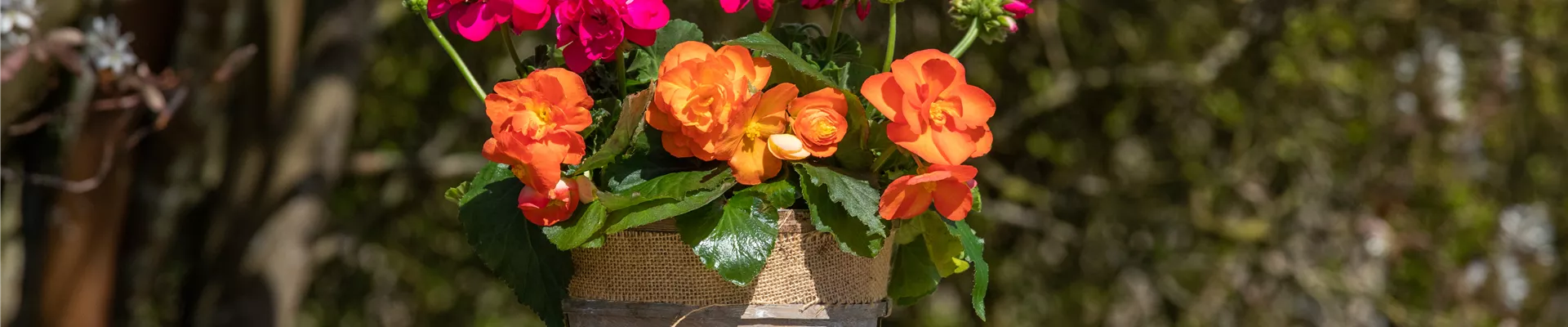 Bepflanzter Übertopf im Gartenambiente Bepflanzter Übertopf im Gartenambiente