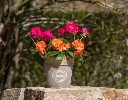 Begonien als blühende Akzente für Balkon und Garten Begonien als blühende Akzente für Balkon und Garten