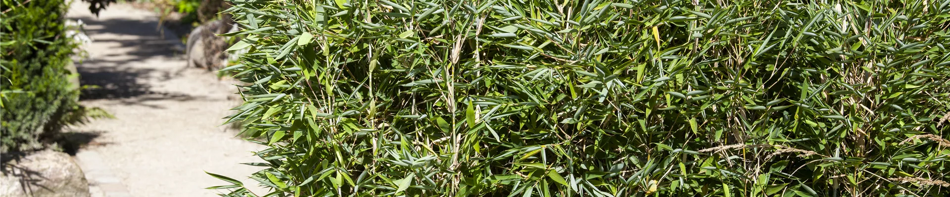 Fargesia murielae Fargesia murielae