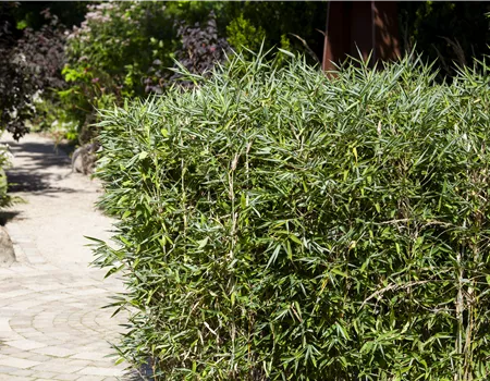 Bambus kaufen und einen Hauch Fernost genießen Bambus kaufen und einen Hauch Fernost genießen