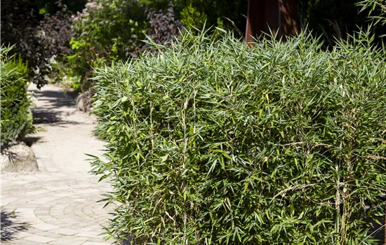 Schirmbambus pflanzen und richtig pflegen Schirmbambus pflanzen und richtig pflegen