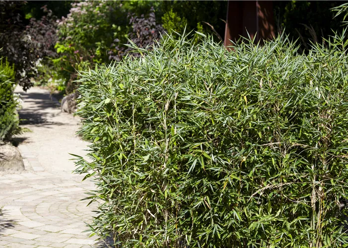 Ein Schirmbambus im Garten für immergrüne Highlights Ein Schirmbambus im Garten für immergrüne Highlights
