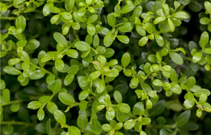 Ilex crenata 'Buxilex'® Ilex crenata 'Buxilex'®