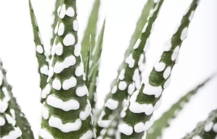 Haworthia fasciata Haworthia fasciata
