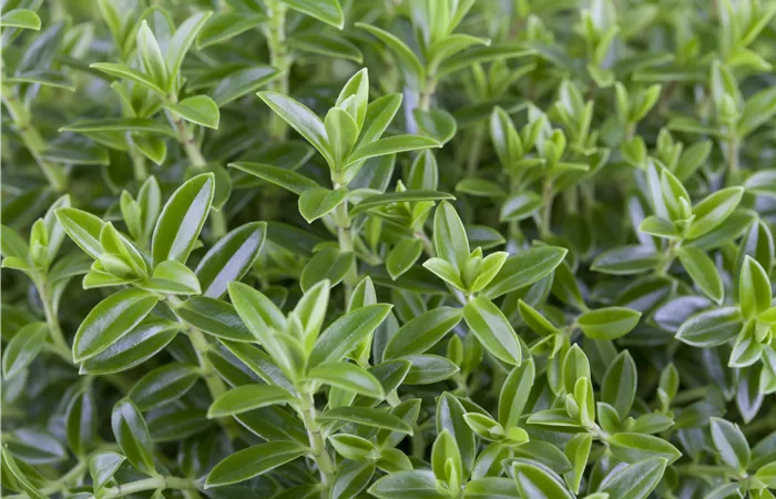 Hebe 'Green Boys' Hebe 'Green Boys'