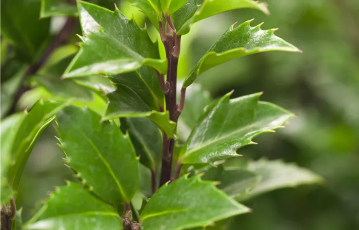 Ilex meserveae Ilex meserveae