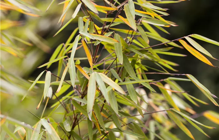 Fargesia 'Jiuzhaigou 1' Fargesia 'Jiuzhaigou 1'