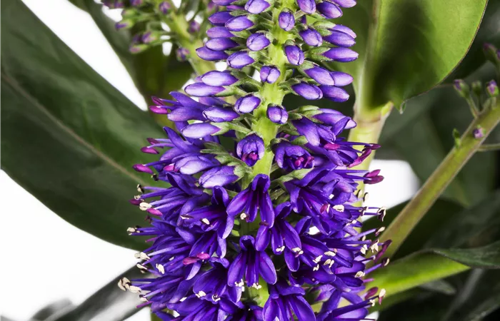 Hebe x andersonii Hebe x andersonii