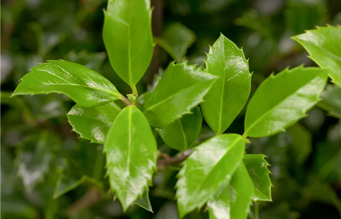 Ilex meserveae 'Heckenstar'(s) Ilex meserveae 'Heckenstar'(s)