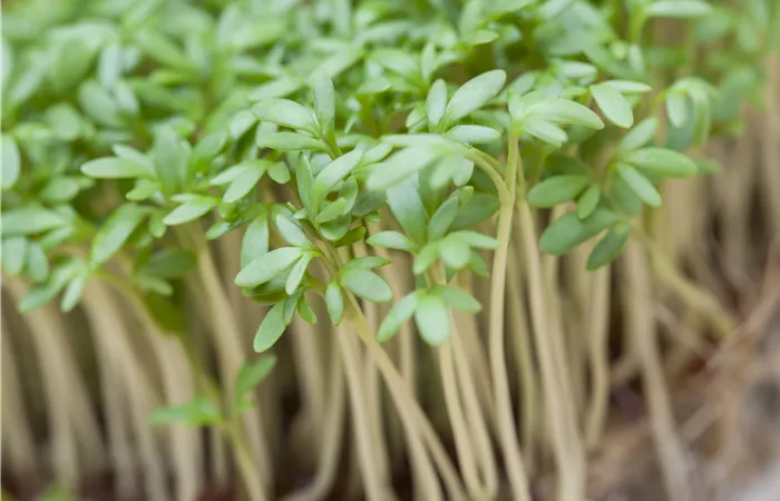 Lepidium sativum Lepidium sativum