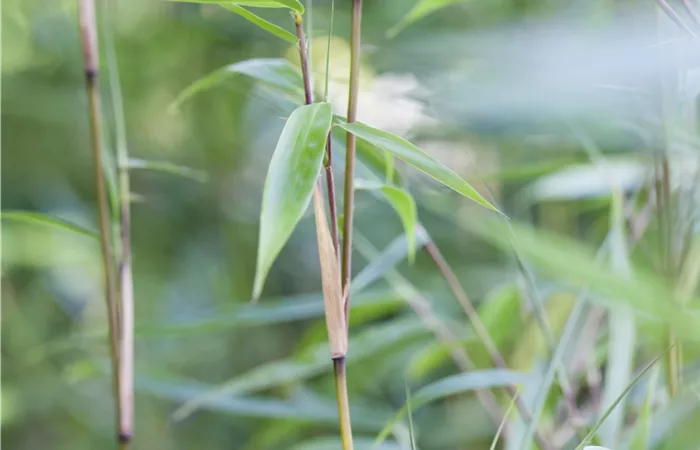 Fargesia murielae Fargesia murielae