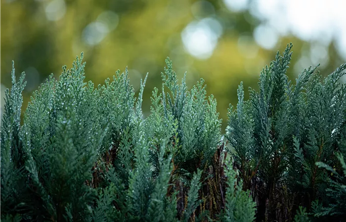 Heckenpflanzen Heckenpflanzen