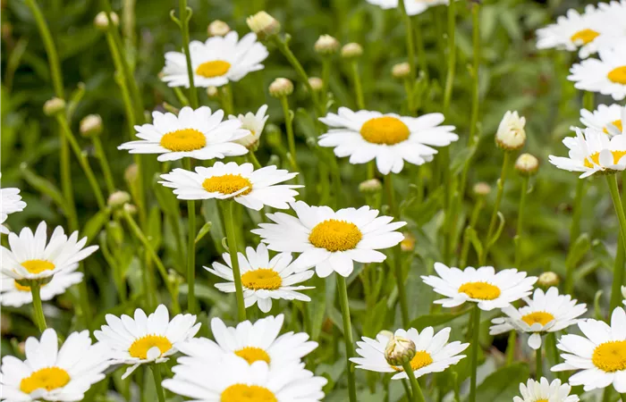Leucanthemum x superbum Leucanthemum x superbum