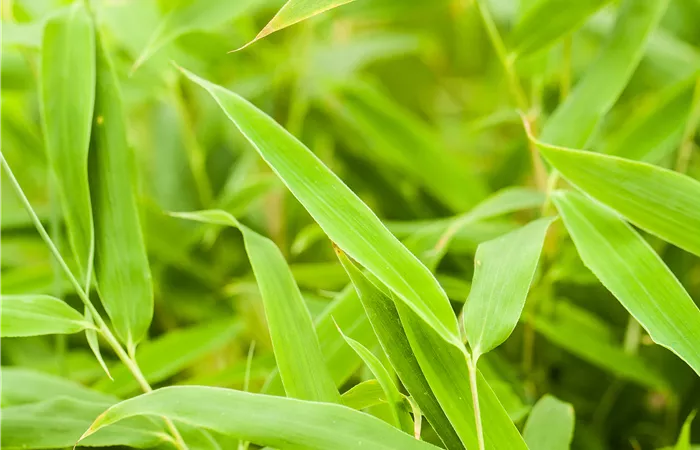 Fargesia murielae 'Jumbo' Fargesia murielae 'Jumbo'