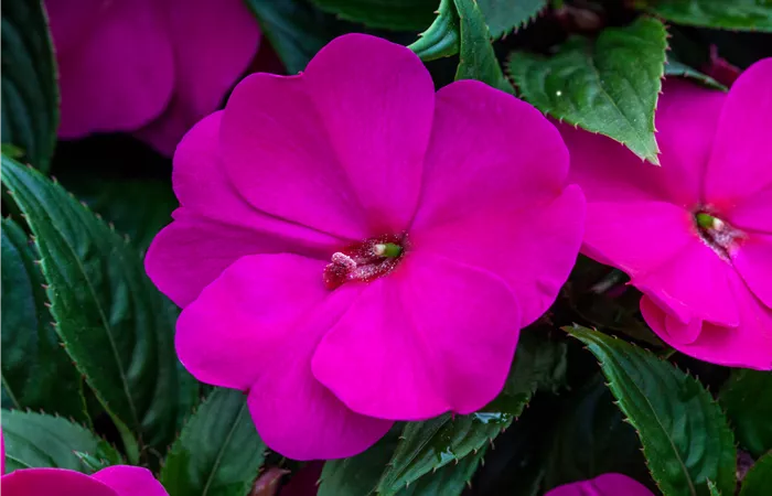 Impatiens neuguinea Impatiens neuguinea