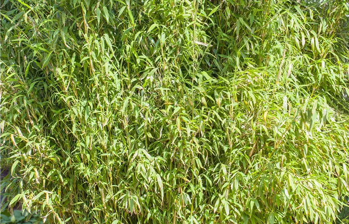 Fargesia murielae 'Standing Stone'® Fargesia murielae 'Standing Stone'®