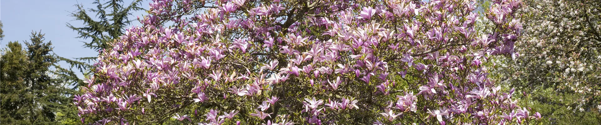 Magnolia Magnolia