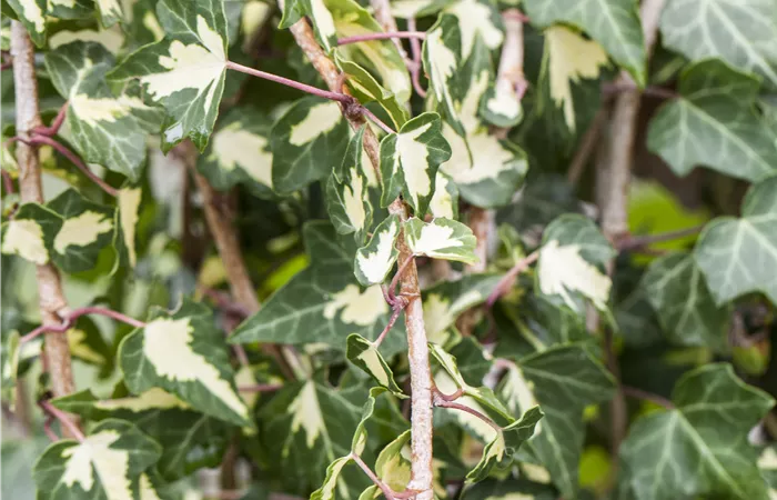 Hedera helix 'Goldheart' Hedera helix 'Goldheart'
