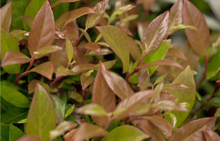 Leucothoe axillaris Leucothoe axillaris