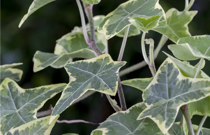 Hedera helix 'Little Diamond' Hedera helix 'Little Diamond'