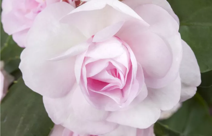 Impatiens walleriana Impatiens walleriana