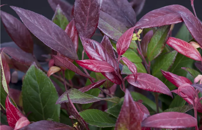 Leucothoe walteri 'Scarletta'® Leucothoe walteri 'Scarletta'®