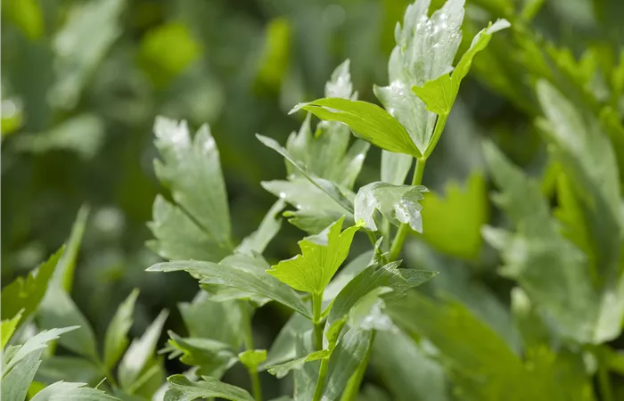 Levisticum officinale Levisticum officinale