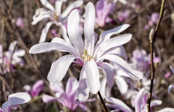 Magnolia liliiflora Magnolia liliiflora