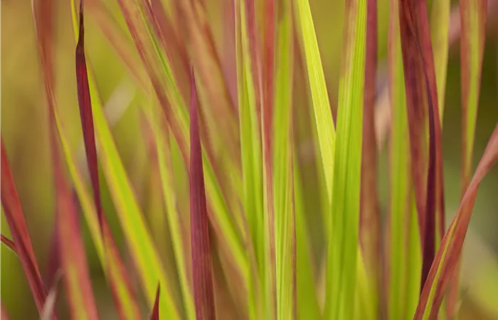 Imperata cylindrica 'Red Baron' Imperata cylindrica 'Red Baron'