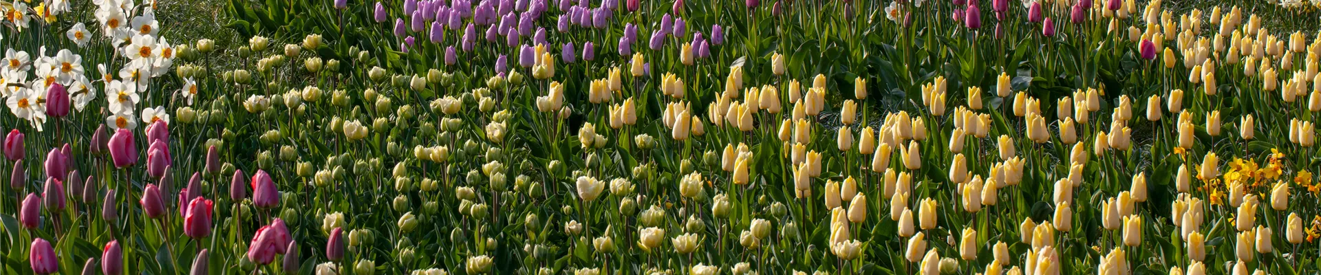 Beet mit Tulpen und Osterglocken Beet mit Tulpen und Osterglocken