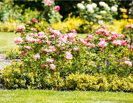 Bezaubernde Gartengestaltung mit Beetrosen entdecken Bezaubernde Gartengestaltung mit Beetrosen entdecken