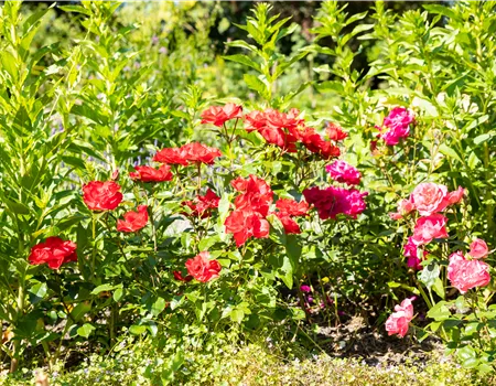 Beetrosen pflanzen und wunderschöne Blüten bewundern Beetrosen pflanzen und wunderschöne Blüten bewundern