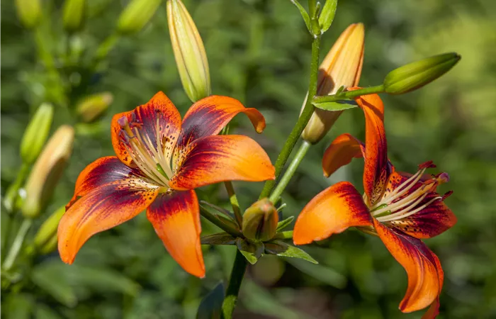 Lilium Asiatic