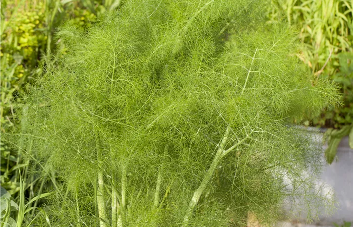 Foeniculum vulgare Foeniculum vulgare