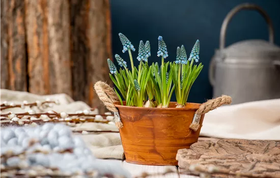 Die schönsten Frühblüher für Balkon und Terrasse Die schönsten Frühblüher für Balkon und Terrasse