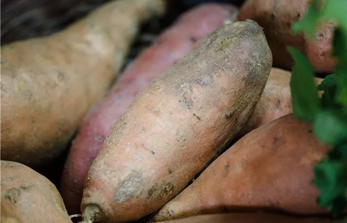 Ipomoea batatas Ipomoea batatas
