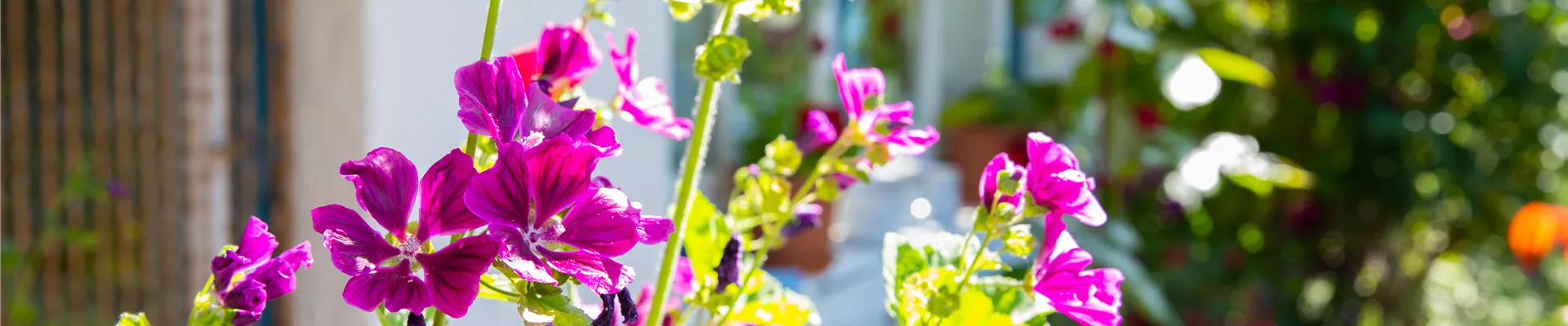 Malva sylvestris ssp. mauritiana Malva sylvestris ssp. mauritiana