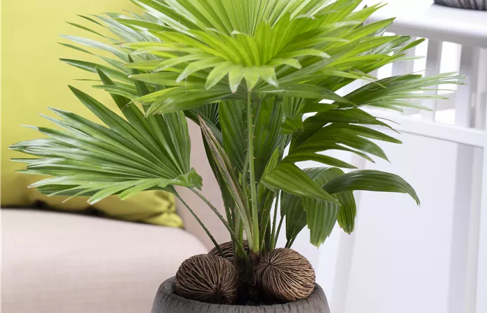 Livistona chinensis Livistona chinensis