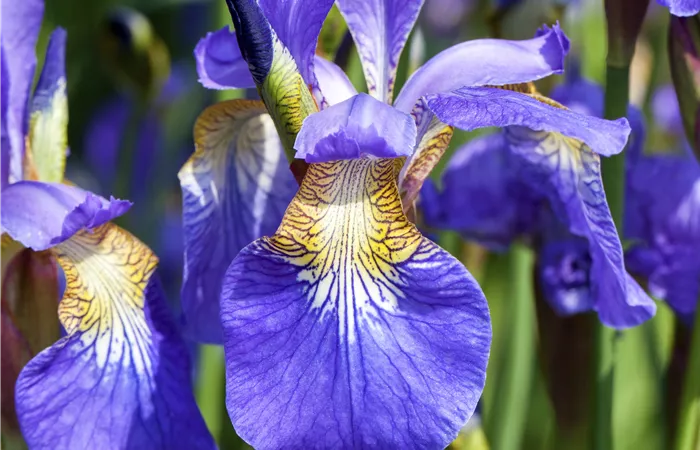 Iris sibirica Iris sibirica