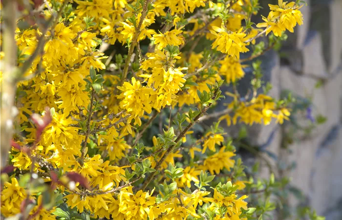 Forsythia x intermedia
