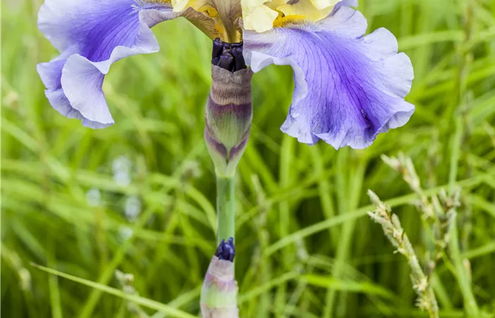 Iris x germanica Iris x germanica