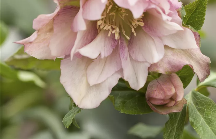 Helleborus orientalis Helleborus orientalis