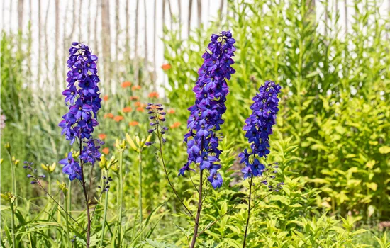 Rittersporn als blühendes Highlight im sommerlichen Garten