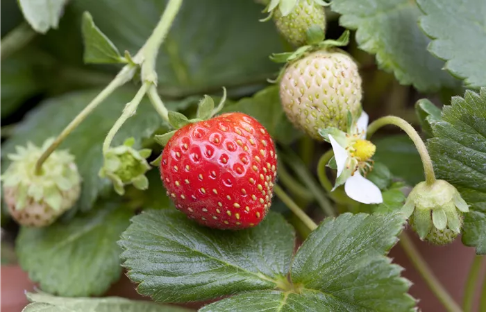 Fragaria x ananassa Fragaria x ananassa