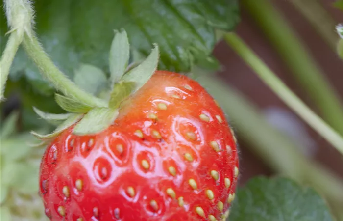 Fragaria x ananassa 'Senga®-Sengana®' Fragaria x ananassa 'Senga®-Sengana®'