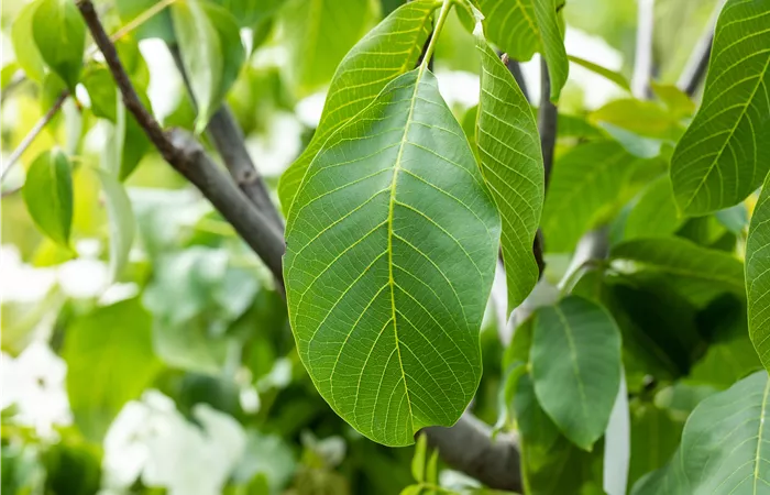 Juglans regia Juglans regia