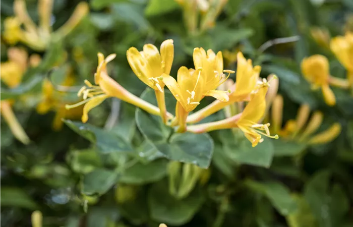 Lonicera heckrottii Lonicera heckrottii