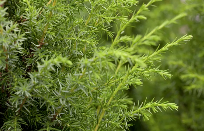 Juniperus communis Juniperus communis
